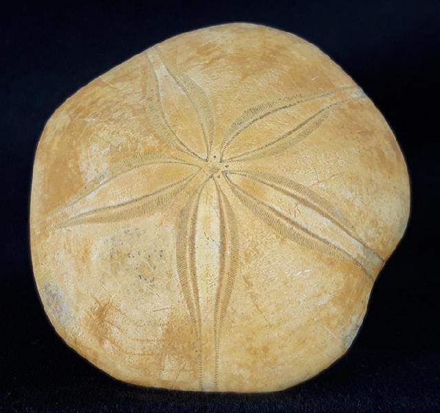Astrolampas depressus (AGASSIZ in AGASSIZ & DESOR 1847) - Bild &copy; FossNet FossilienStore
